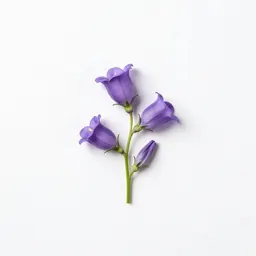 Marsh bellflower
