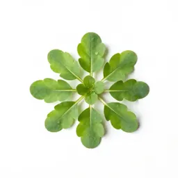Marsh cress
