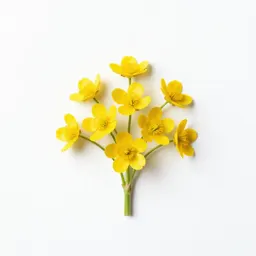 Marsh marigold