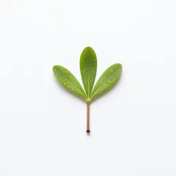 Matchweed