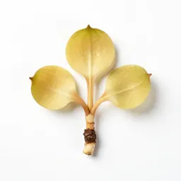 Mayapple