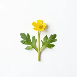 Meadow buttercup