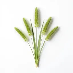 Meadow foxtail