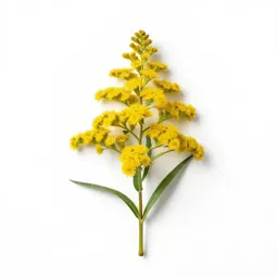 Meadow goldenrod
