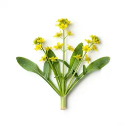 Meadow salsify