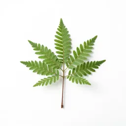 Mesquite