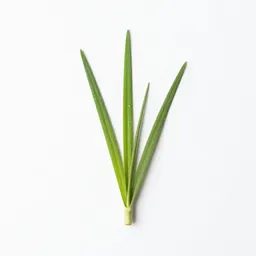 Midgrass