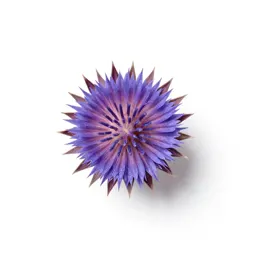Milk thistle