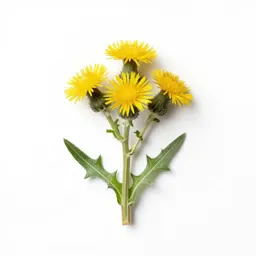 Milkweed