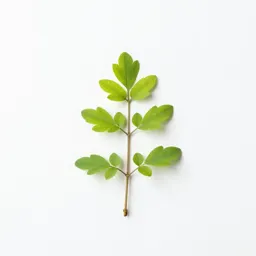 Moneywort