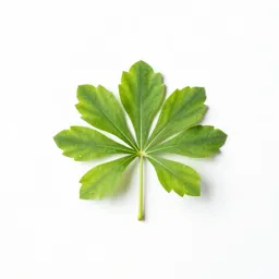Monocot
