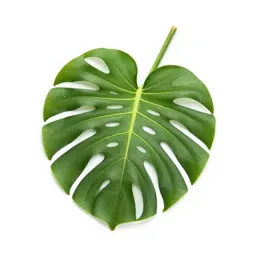 Monstera