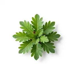 Mountain everlasting