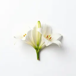 Mountain lily