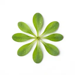 Mouse-ear chickweed
