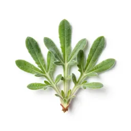 Mouse-ear hawkweed