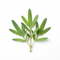 Mugwort