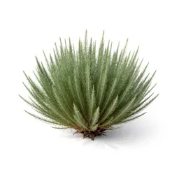 Mule fat