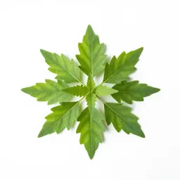 Mutisia