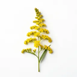 Narrow goldenrod