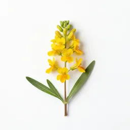 Narrow-leaved flame flower