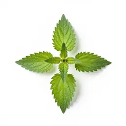 Nettle-leaved goosefoot