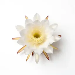 Night-blooming cereus