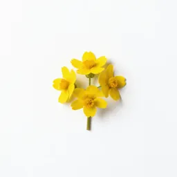 Nodding groundsel