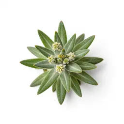 North island edelweiss