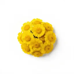 Northern dune tansy