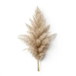 Pampas grass