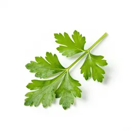 Parsley