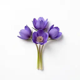 Pasqueflower