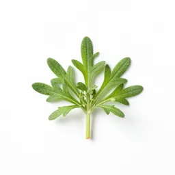 Pellitory