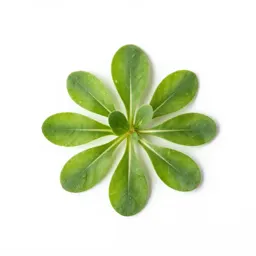 Pennycress
