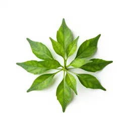 Pepper shrub