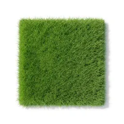 Perennial ryegrass