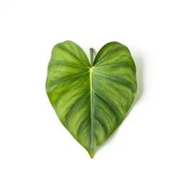 Philodendron