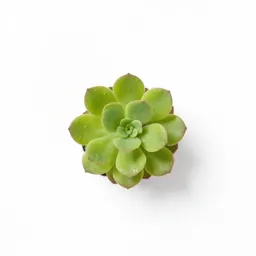 Pigmy talinum