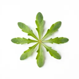 Pimpernel