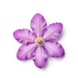 Pine hyacinth