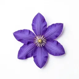 Pipestem clematis