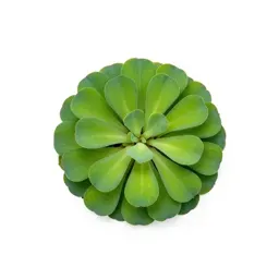 Pistia