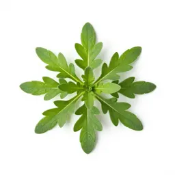 Plantain-leaved pussytoes