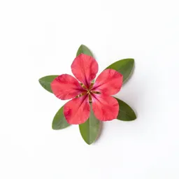 Plumbago
