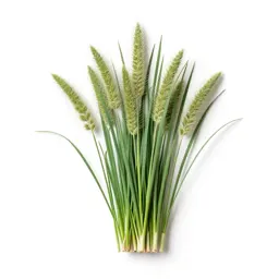 Plume grass