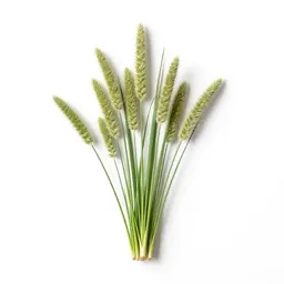 Plumed tussock