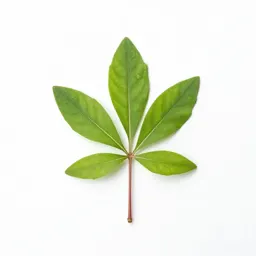 Pokeweed