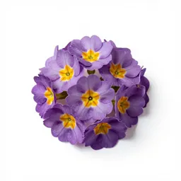 Polyanthus