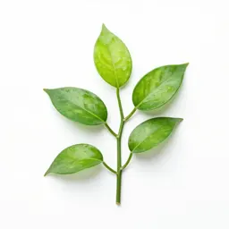 Pothos